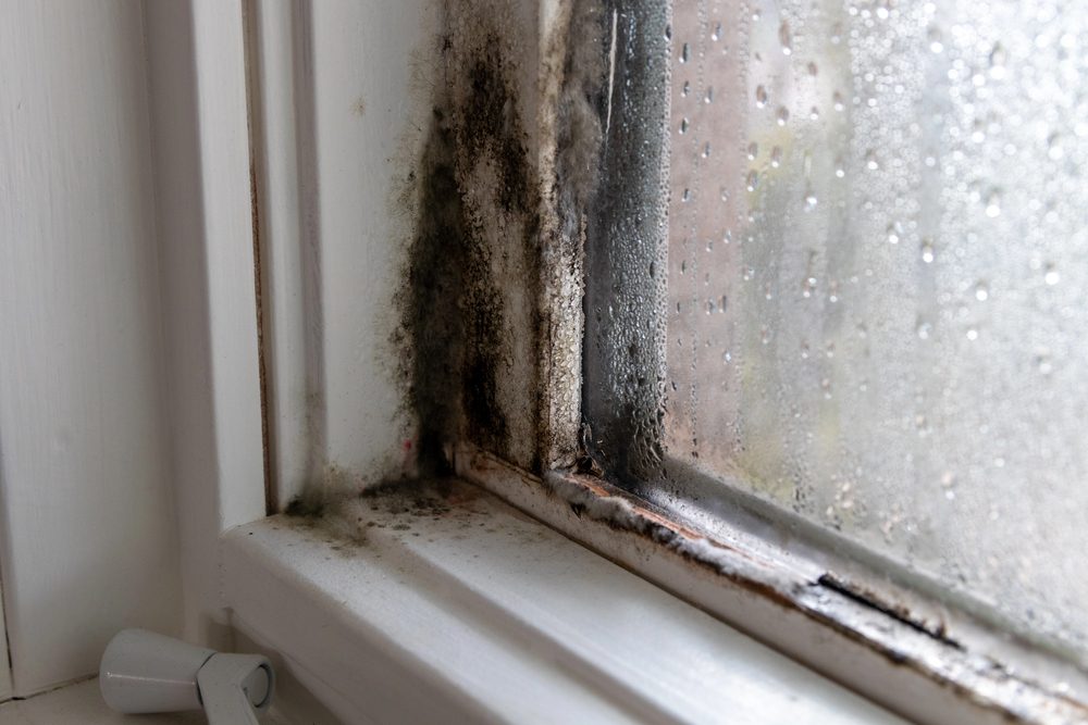 Black mold growth around a condensation-covered window frame with peeling paint, showing severe moisture damage requiring mol