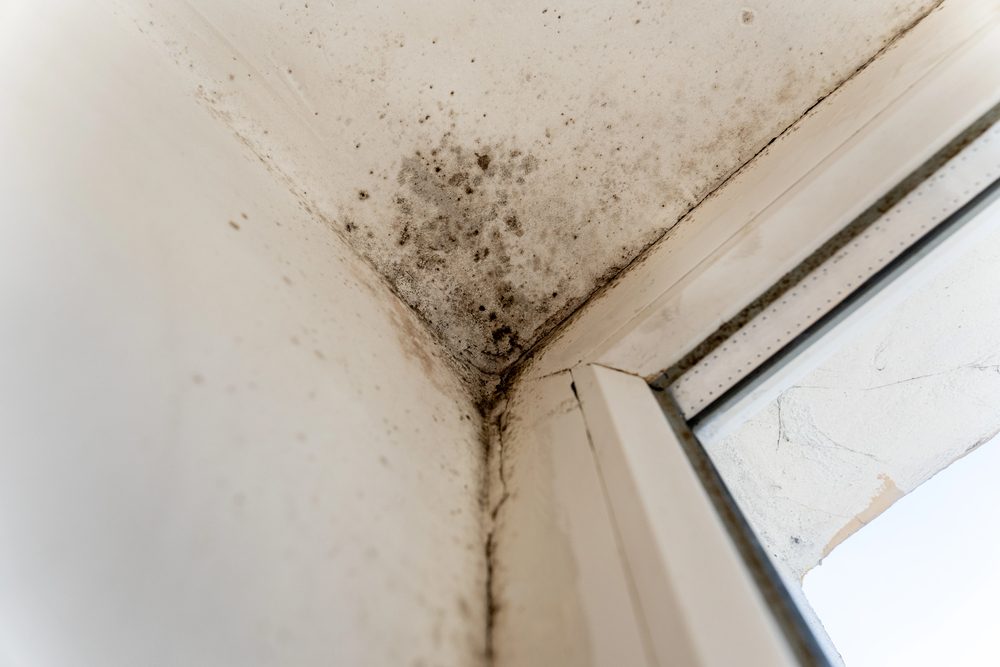 Black mold growth in ceiling corner near window frame, showing dark spots and moisture damage on white walls.