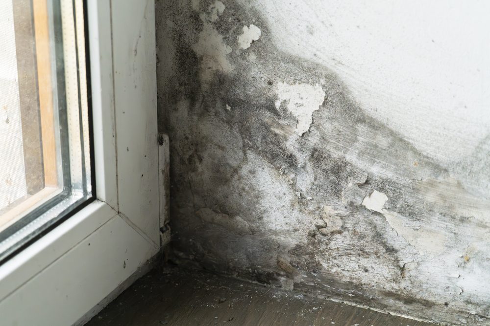 Black mold growth and peeling paint on a wall corner near a window, showing severe moisture damage and water intrusion.