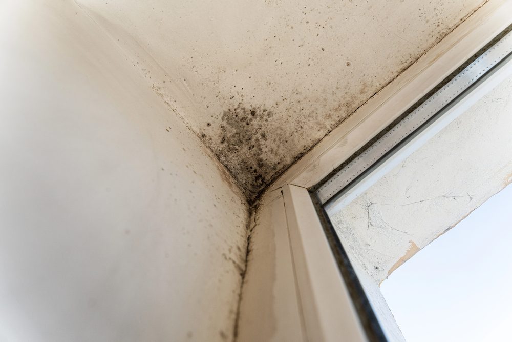 Black mold growth in ceiling corner near window frame, showing moisture damage and mildew stains on white walls