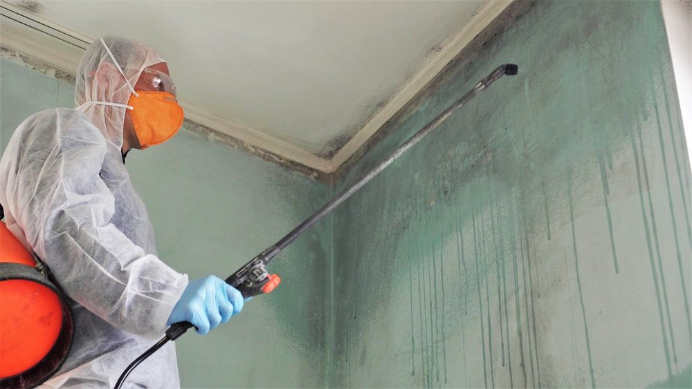 Mold remediation specialist in protective suit and respirator spraying treatment on heavily mold-covered wall